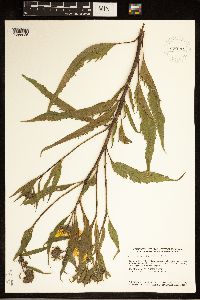 Helianthus hirsutus image