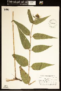 Helianthus hirsutus image