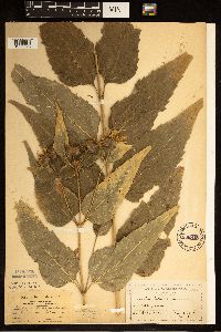 Helianthus hirsutus image