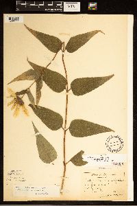 Helianthus hirsutus image