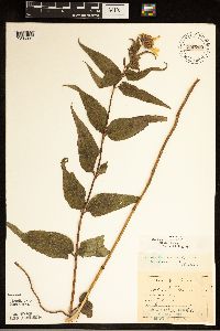 Helianthus hirsutus image