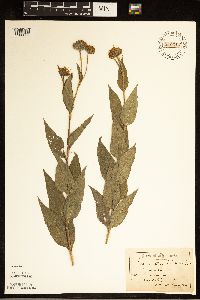 Helianthus hirsutus image