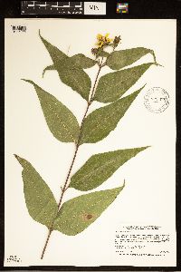 Helianthus hirsutus image
