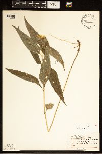 Helianthus hirsutus image