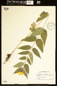 Helianthus hirsutus image