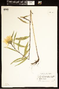 Helianthus maximiliani image