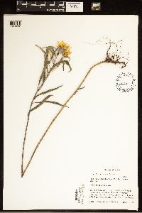 Helianthus maximiliani image