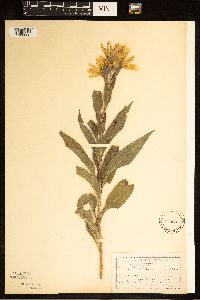 Helianthus maximiliani image
