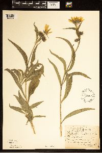 Helianthus maximiliani image