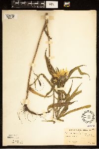 Helianthus maximiliani image