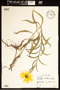 Helianthus maximiliani image