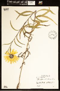 Helianthus maximiliani image