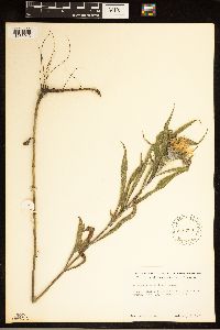Helianthus maximiliani image
