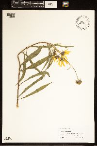 Helianthus maximiliani image