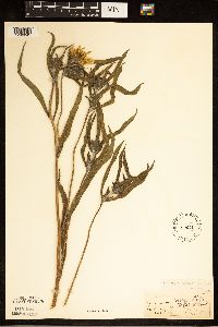 Helianthus maximiliani image