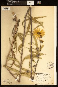 Helianthus maximiliani image