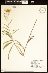 Helianthus maximiliani image