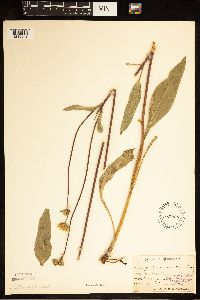 Helianthus occidentalis image