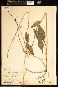 Helianthus occidentalis image