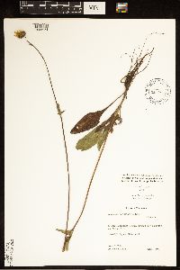 Helianthus occidentalis image