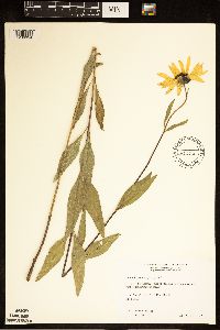 Helianthus pauciflorus image