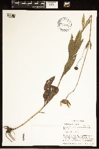 Helianthus pauciflorus image
