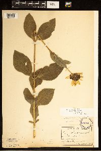 Helianthus pauciflorus image