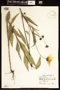 Helianthus pauciflorus image