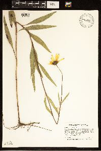 Helianthus pauciflorus image