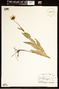 Helianthus pauciflorus image