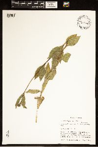 Helianthus pauciflorus image