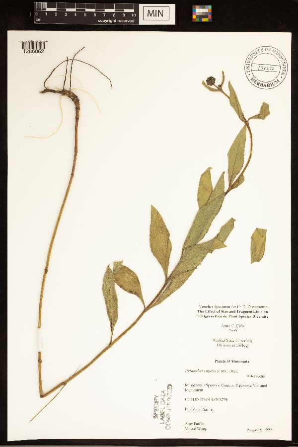 Helianthus pauciflorus subsp. pauciflorus image