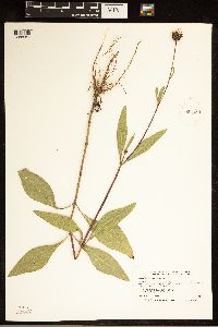 Helianthus pauciflorus subsp. pauciflorus image