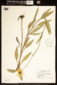 Helianthus pauciflorus image