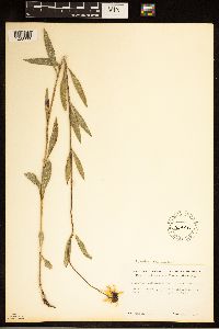 Helianthus pauciflorus image