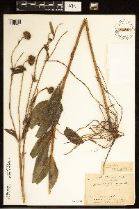 Helianthus pauciflorus image