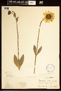 Helianthus pauciflorus image