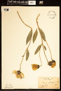 Helianthus pauciflorus image
