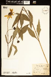Helianthus pauciflorus image