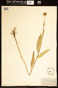 Helianthus pauciflorus image