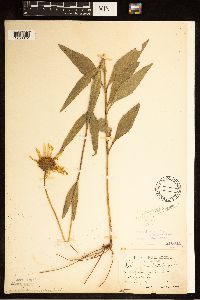Helianthus pauciflorus image