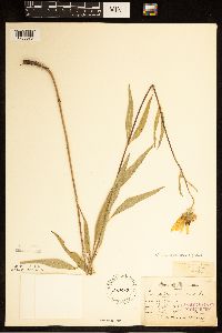 Helianthus pauciflorus image