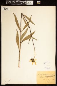 Helianthus pauciflorus image