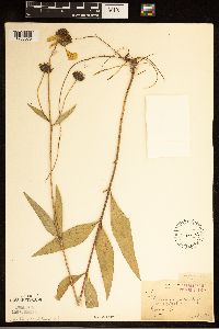 Helianthus pauciflorus image