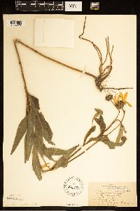 Helianthus pauciflorus image