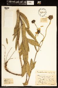 Helianthus pauciflorus image