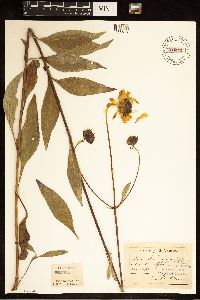 Helianthus pauciflorus image