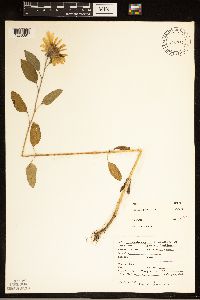 Helianthus petiolaris image