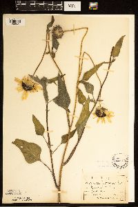Helianthus petiolaris image