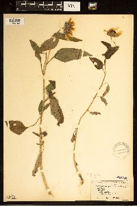 Helianthus annuus image